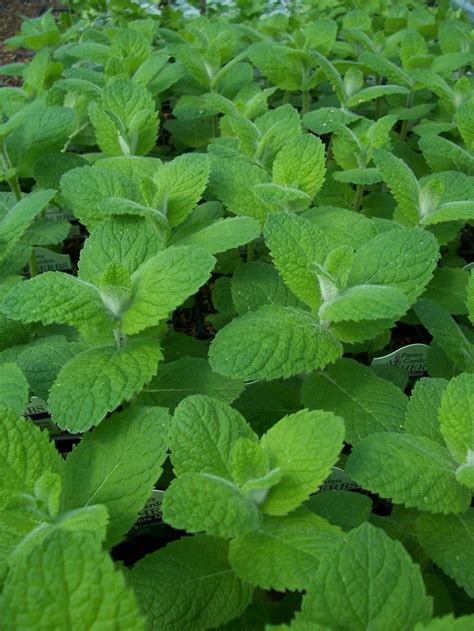 Mint Types How To Grow Different Varieties Of Mint