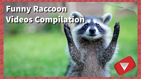 Funny Raccoon Videos Compilation 2017 Top 10 Videos Youtube