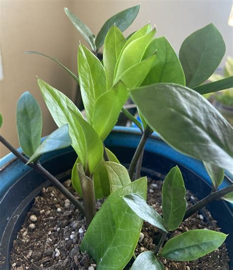 Why Are The Leaves Of My Zz Plant Curling Causes And Solutions
