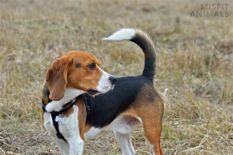 Treeing Walker Coonhound Beagle Mix The Complete Guide