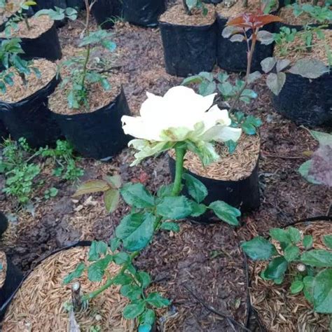 Jual Bibit Bunga Mawar Putih Tanaman Hias Bunga Mawar Putih Knop Di