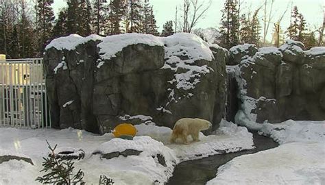 Webcam Polar Bears In Alaska Zoo Anchorage Usa Live Cam