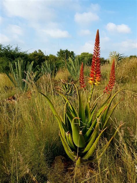 Aloe Hybrid In Flower Johans Hybrids Vaal Retreat March 2018 Hybrids