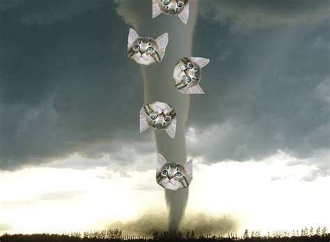 Cat Tornado A Real Catnado Not Sharknado Happened In The Uk Time