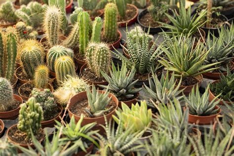 Cacti And Succulents Buchanans Native Plants