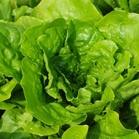 Buttercrunch Lettuce Lactuca Sativa Annies Heirloom Seeds