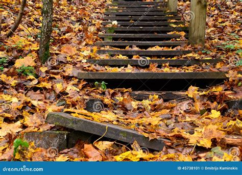 Old Wooden Stairs In The Forest Stock Image Image Of Autumn Ground