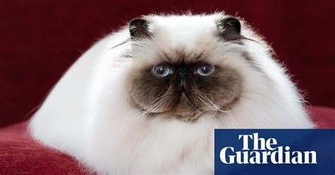 Fine Felines From The 2017 Uk Cat Fanciers Show In Pictures Life