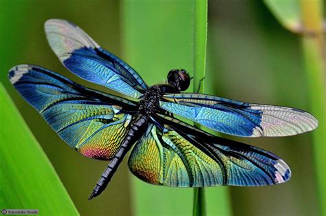 14 Different Types Of Dragonflies Artofit