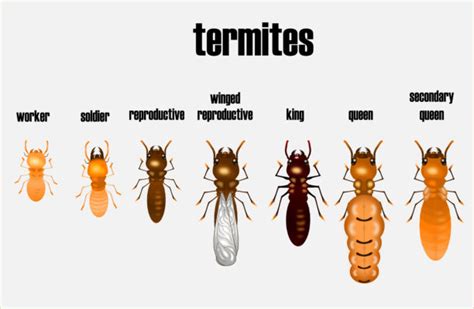 Everything You Should Know About Termites Modern Pest
