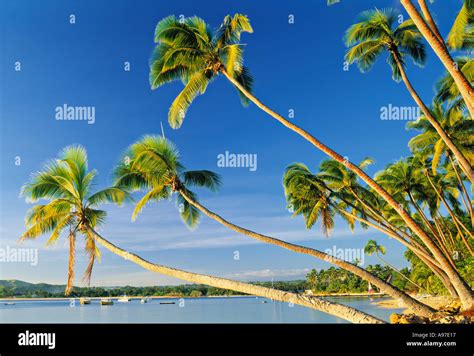 Palm Trees And Beach Fiji Pacific Islands Stock Photo Alamy