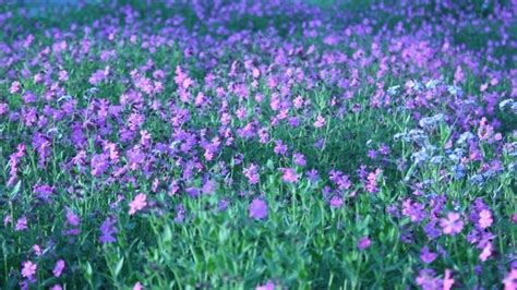 Field Of Violet Flowers Panning By Ellisvid Videohive