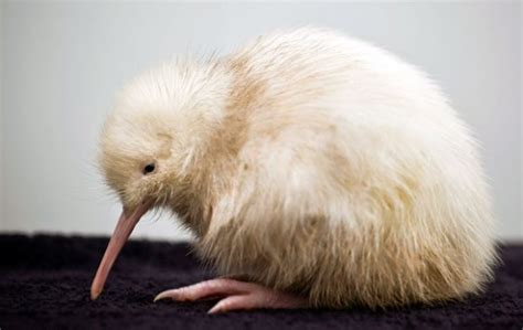 Rare White Kiwi Is First Born In Captivity Australian Geographic