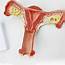 Uterus Ovary Model GJXZG01A – AnatomyChinacom