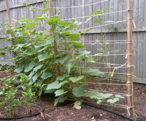 Vertical Cucumbers Simple And Inexpensive Way To Trellis Vertical