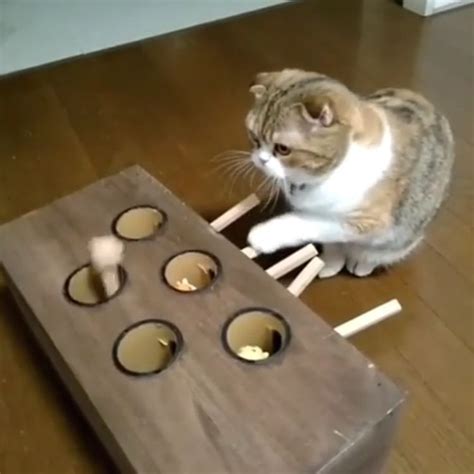 Clever Cat Operates A Custom Whack A Mole Toy Homemade Cat Toys Diy