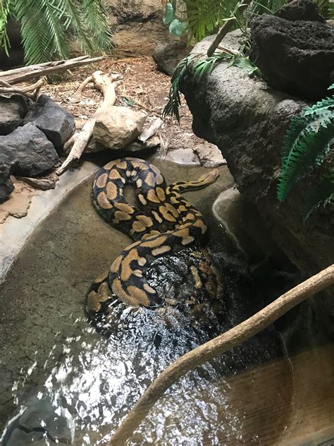 Saw This Reticulated Python At The Zoo What A Unit Rreptiles