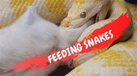 Feeding Snakes Crittacam Youtube