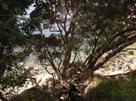 Free Images Beach Sea Tree Water Nature Forest Branch Flower Trunk Produce Botany