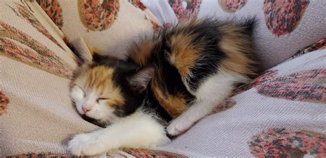 My New Bobtail Calico Kitten Curled Up In My Lap Chillest Kitten Ever