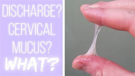 Cervical Mucus Chart Example Kanta Business News