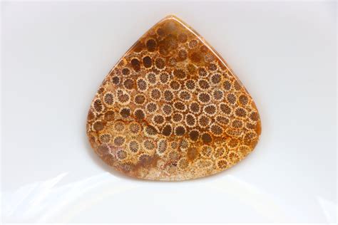 Big Size Fossil Coral Cabochon Natural Agatized Coral Etsy