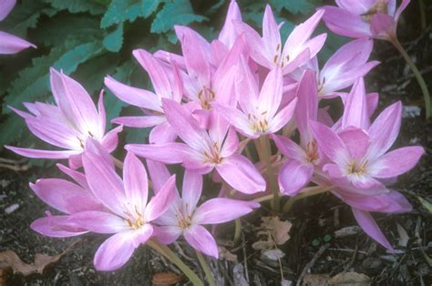 Late Summer And Fall Blooming Bulbs News