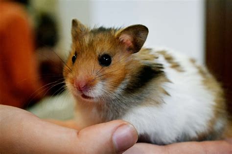 Hamster Photos Wallpicsnet