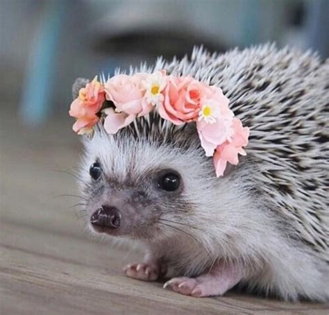 Pin By Obsessories La On Animals Cute Animals Baby Hedgehog Cute