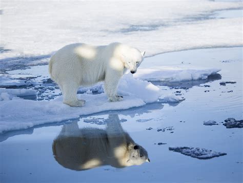 Population Changes In Polar Bears Protected But Quickly