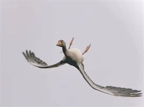 Goose Flying Upside Down Goes Viral Experts Say It Is Showing Off