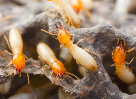 Termite Tenting On Oahu A Comprehensive Guide — Mid Pacific Pest Control
