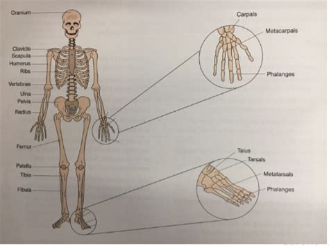 Skeletal System Flashcards Quizlet