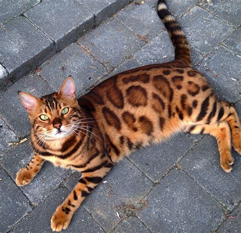 Ce Chat Bengal Est Absolument Magnifique Avec Une Fourrure Superbe