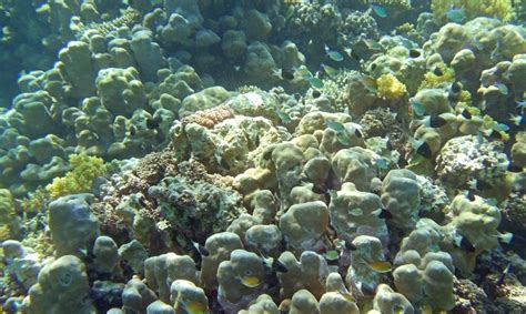 Corals In The Arctic An Undiscovered Treasure Trove