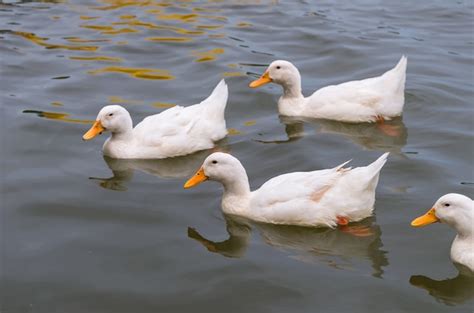 Pato Blanco Nadando En El Lago Foto Premium
