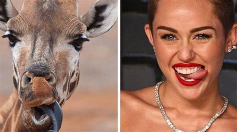 Heres A Bunch Of Celebrities That Look Like Animals Huffpost