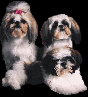 Check spelling or type a new query. Chinese Imperial Dog Breed Information and Pictures ...