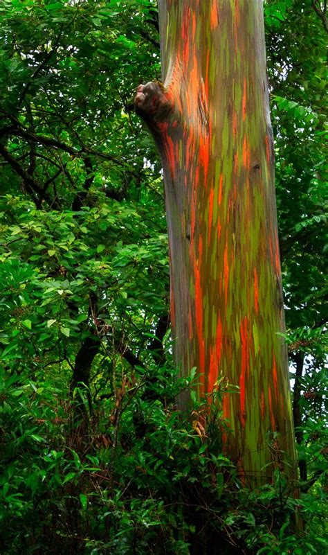 Maui Hawaii Rainbow Eucalyptus Tree Bing In 2023 Rainbow Eucalyptus