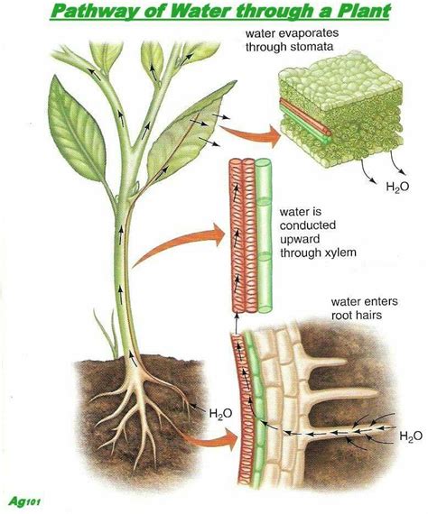 Pathway Of Water Movement In Plants