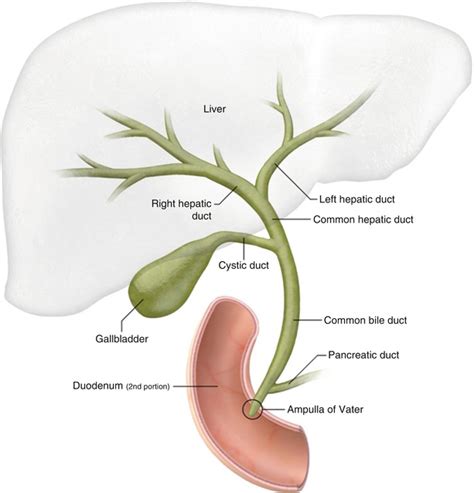 Normal Biliary Anatomy And Pathophysiology Of Gallstones Springerlink