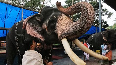 Guruvayoor Temple Elephants Youtube