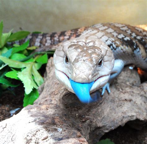Blue Tongue Skink Wallpapers Animal Hq Blue Tongue Skink Pictures