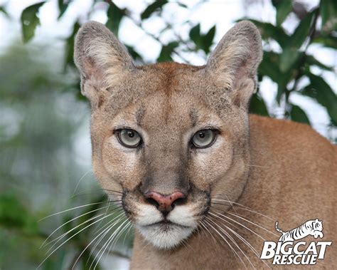 Maybe you would like to learn more about one of these? Pin on Big Cat Rescue