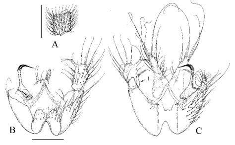 Manota Comata Sp N Holotype A Antennal Flagellomere 4 Lateral