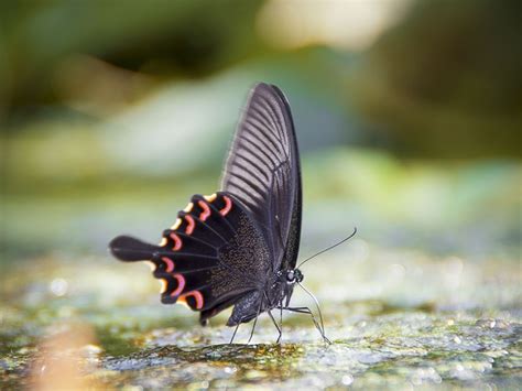 Beautiful Black Butterfly Stock Photo Free Download