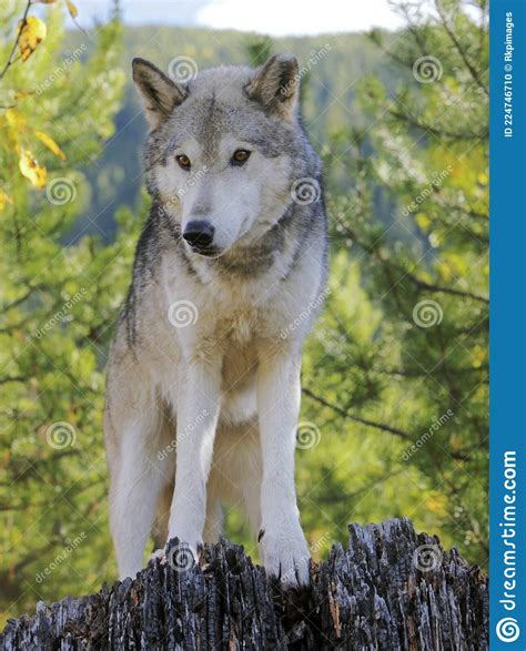 Canadian Timber Wolf Portrait In The Forest Stock Photo Image Of