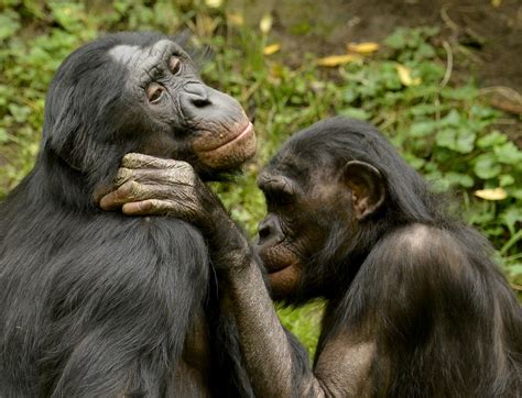 What Chimpanzees Can Teach Us About Human Friendships Scientific American
