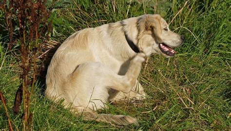 Atopische Dermatitis Bei Hunden Symptome Ursachen Und Behandlungen Haustiere Welt