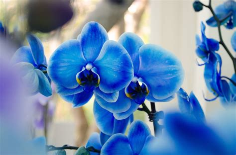 Blue Phalaenopsis Orchids Exotic Wallpaper 3600x2376 849169